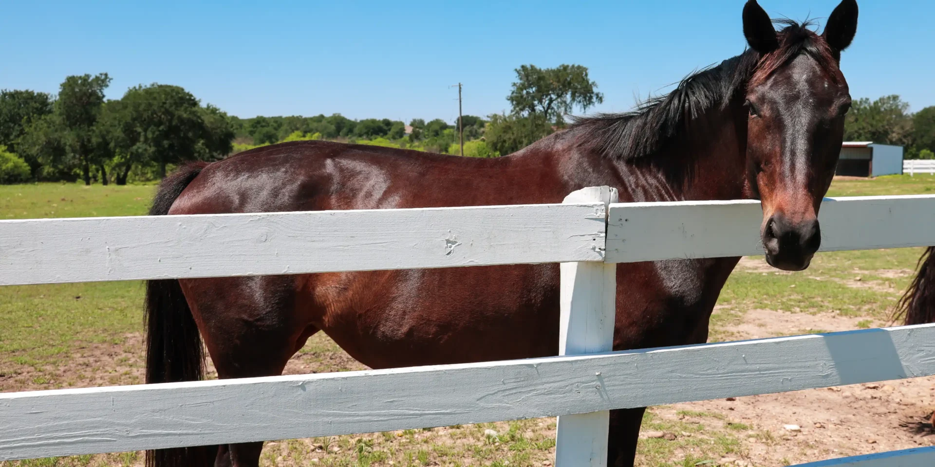 Brown horse behind white fence.