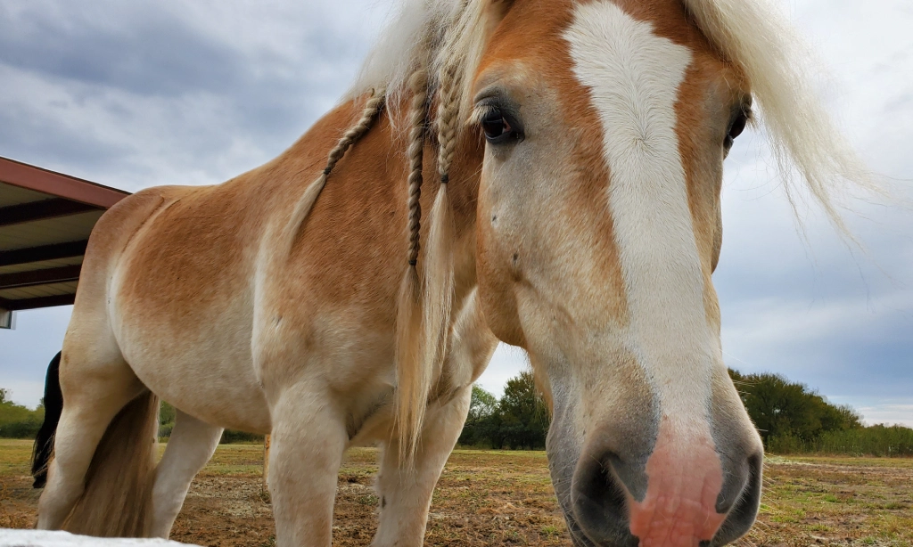 Haflinger horse with braided mane.