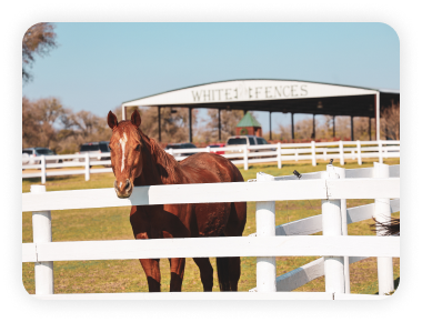 A horse standing in the middle of an enclosure.