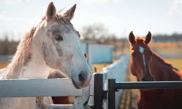 White horse and brown horse behind fence.