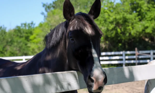 Black horse looking over fence.