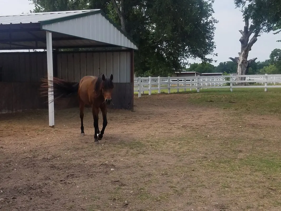 A horse is walking in the dirt near a barn.