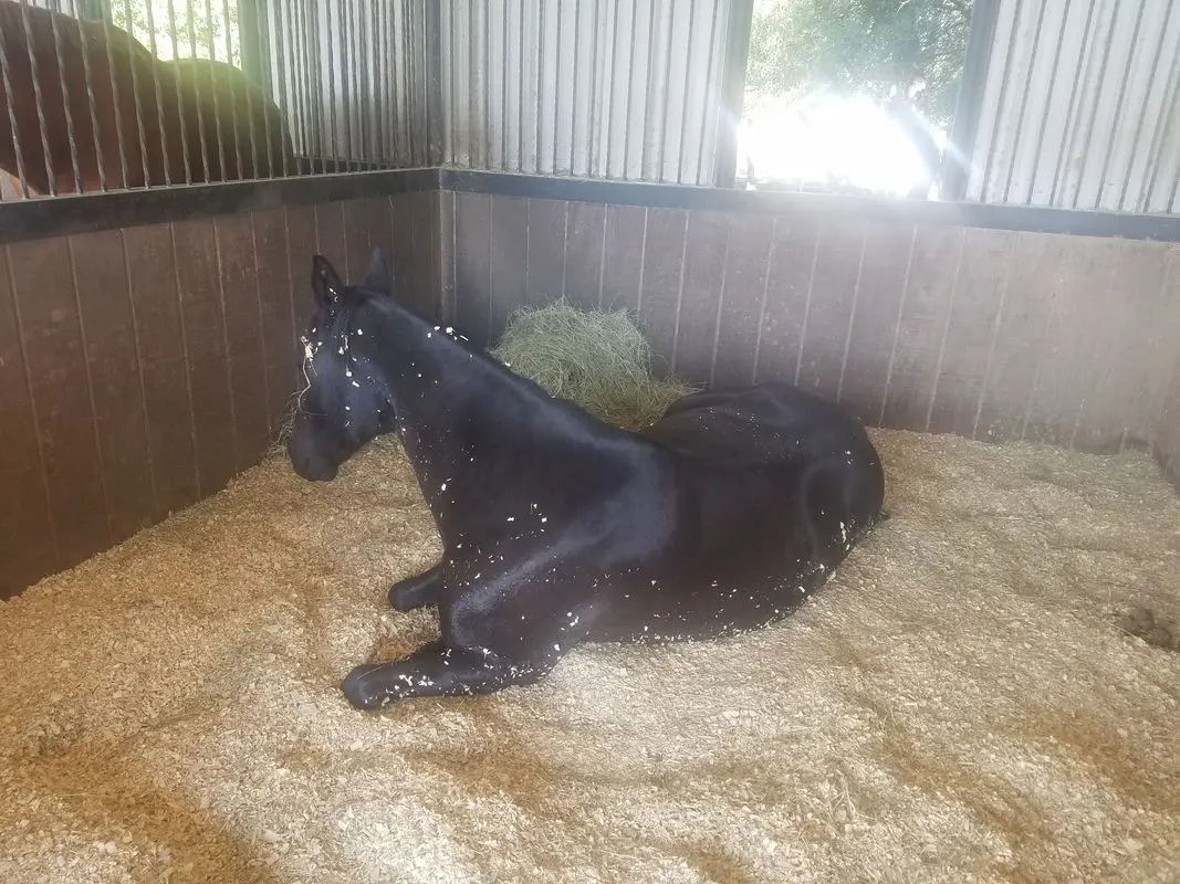 A horse laying on the ground in its stall.