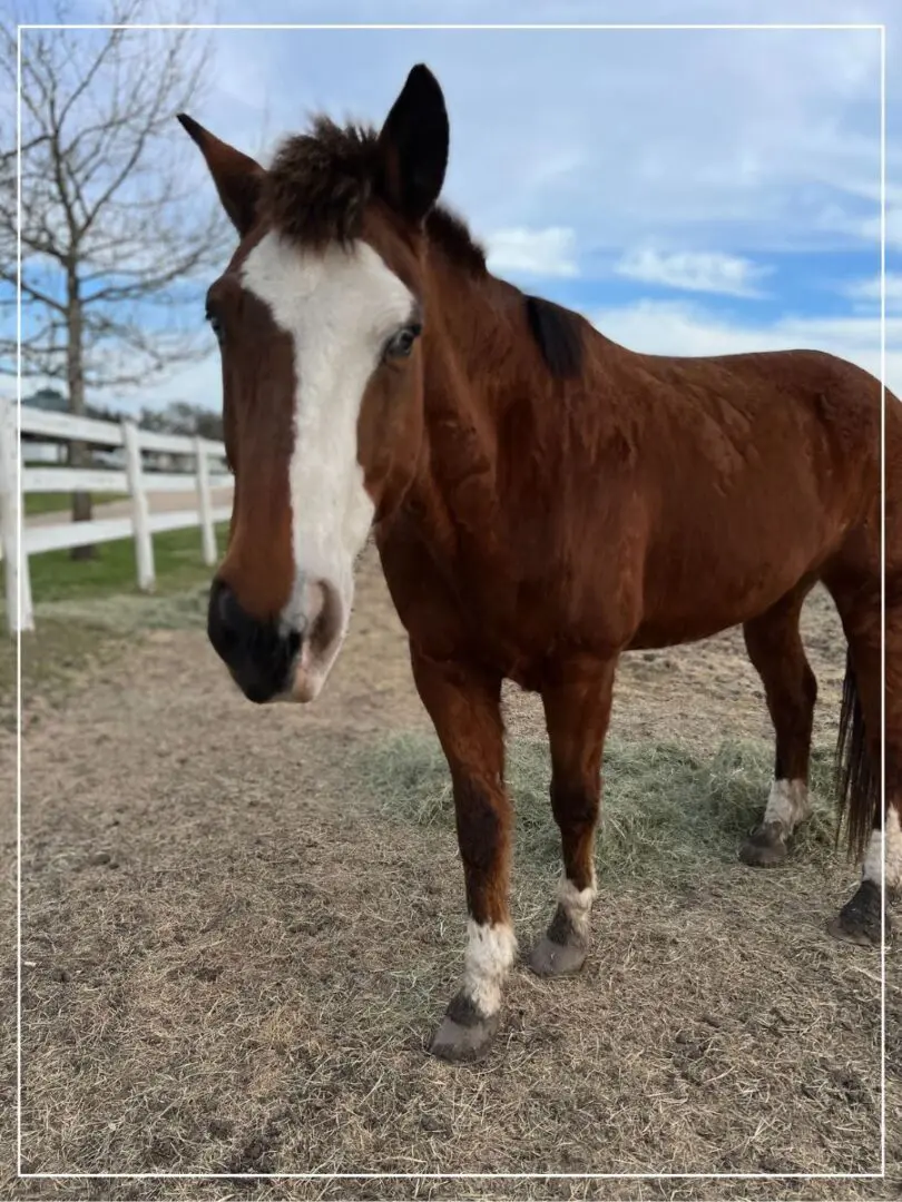 A horse standing in the dirt near a fence.