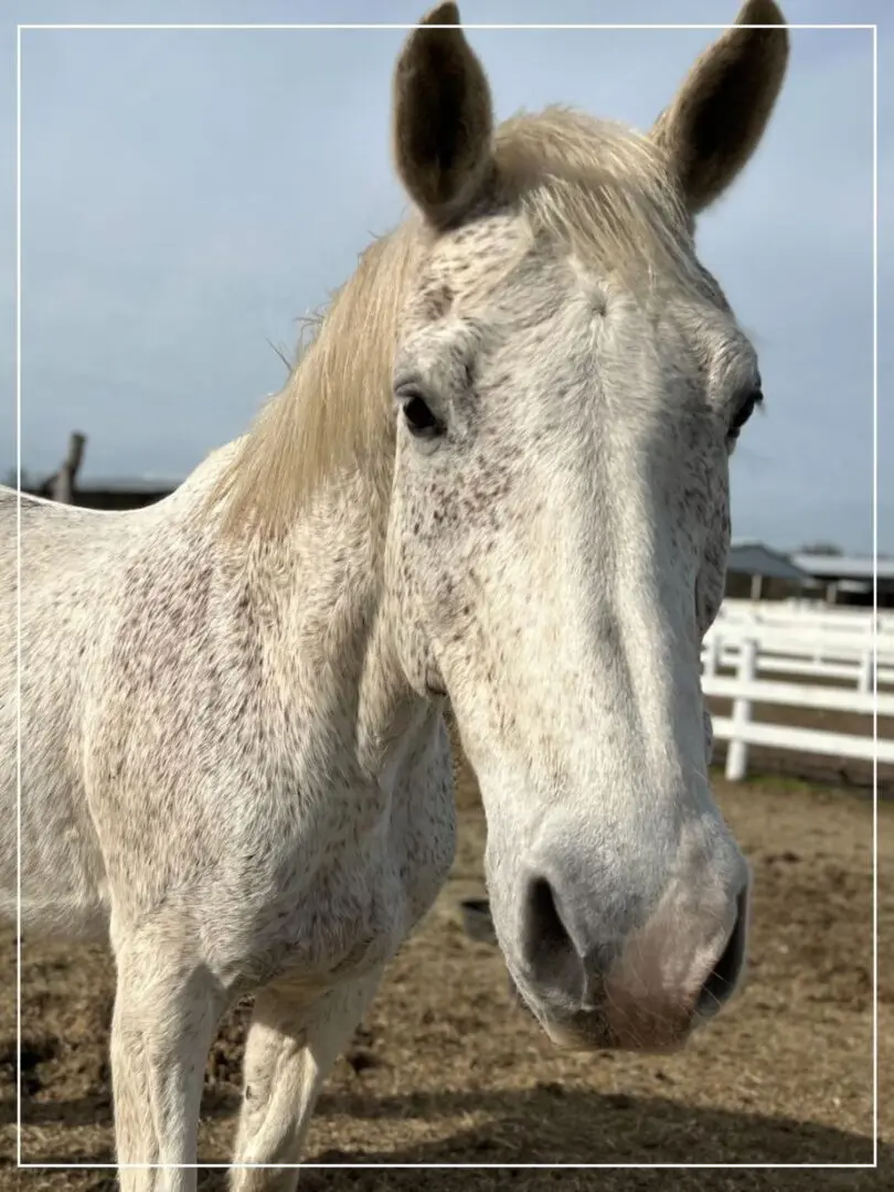 A white horse standing in the dirt near a fence.