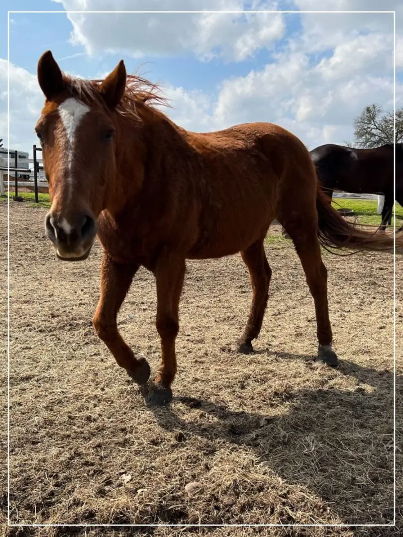 A horse standing in the dirt with another horse behind it.