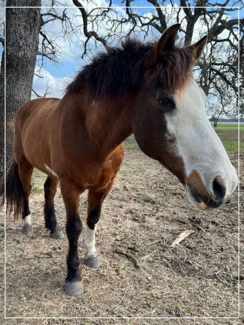 A horse standing in the dirt near trees.