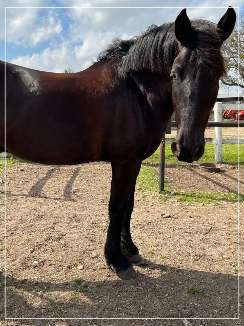 A horse standing in the dirt near a fence.