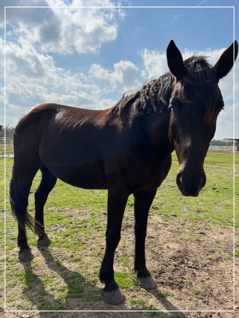 A horse standing in the grass with its head turned to the side.