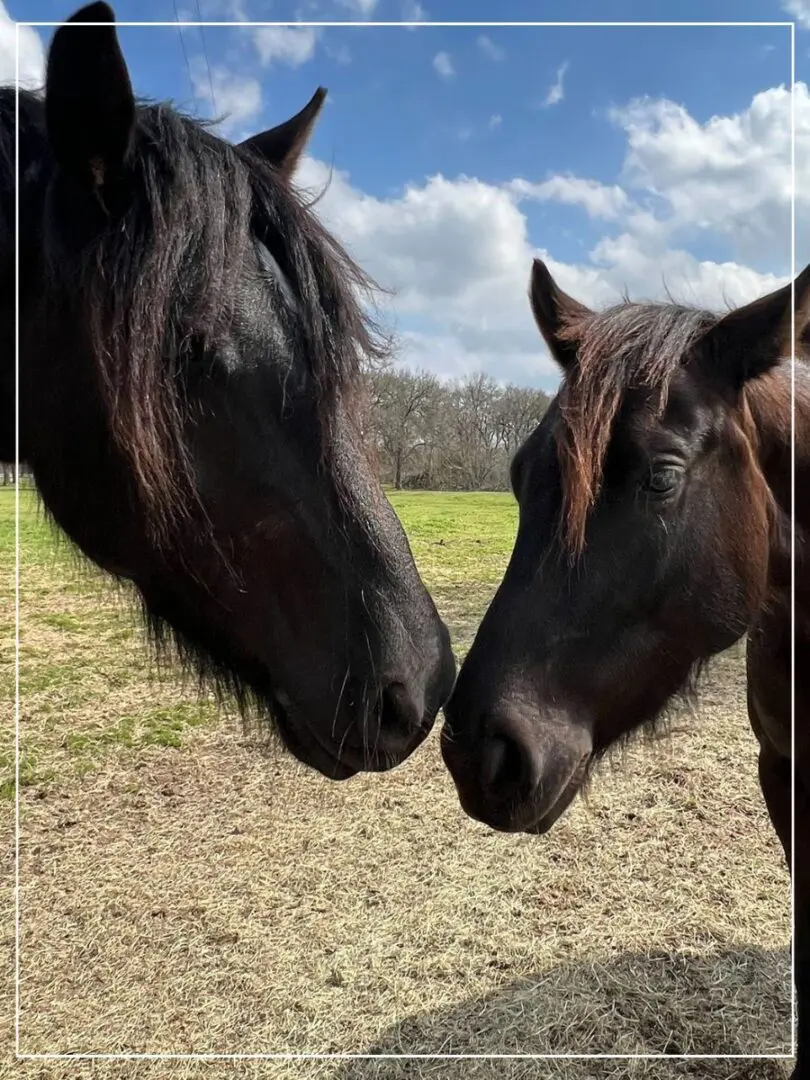 Two horses are touching noses in a field.