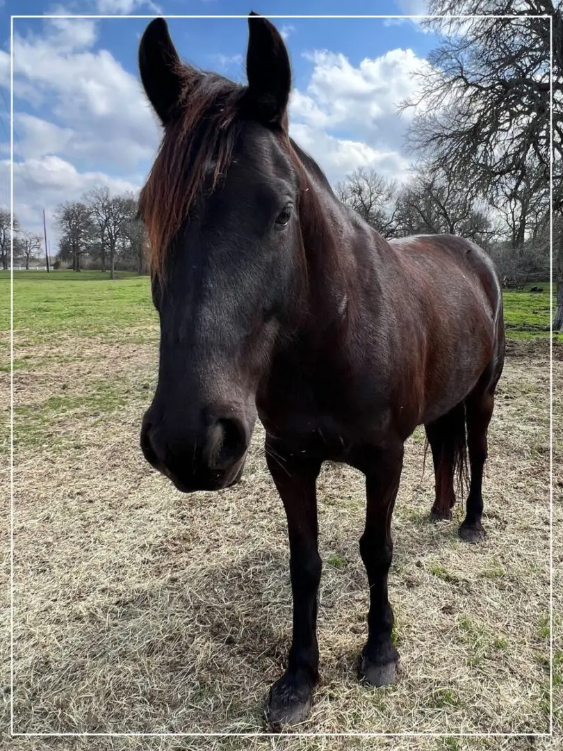 A horse standing in the middle of an open field.