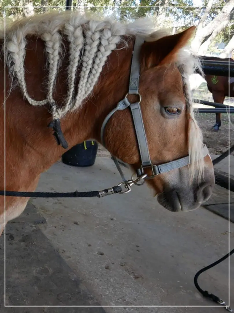 A horse with long hair is wearing a bridle.