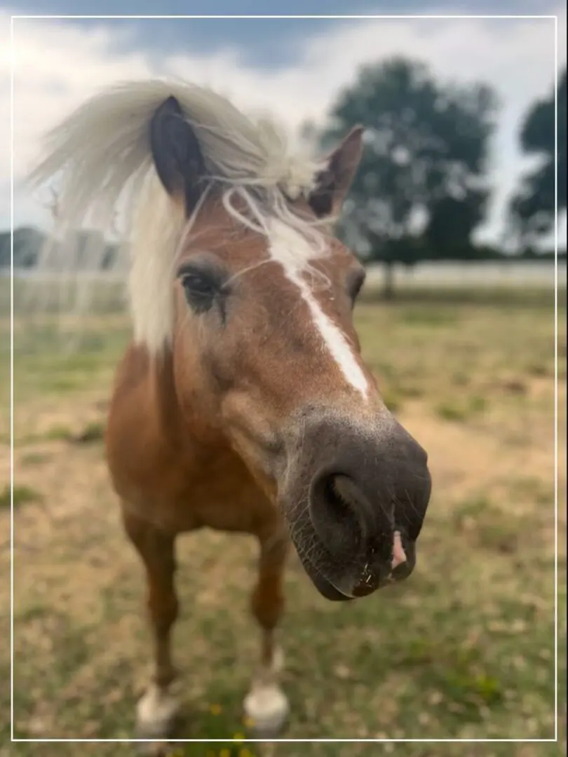 A horse with long mane standing in the grass.