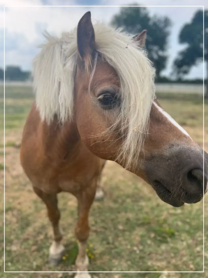 A horse with blonde hair standing in the grass.