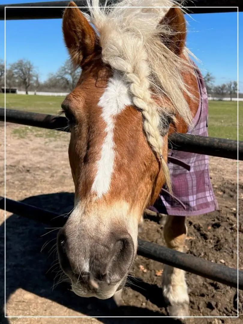 A horse with a shirt on is standing by the fence.