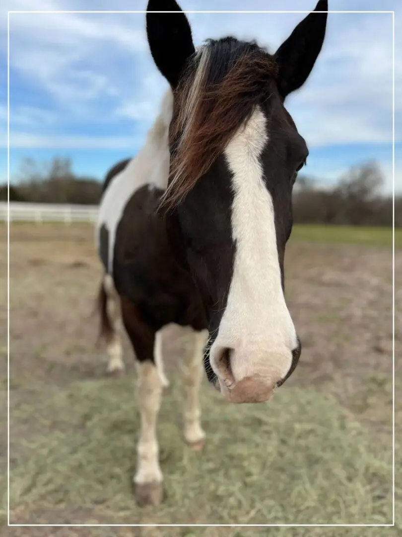 A horse standing in the grass with its head up.