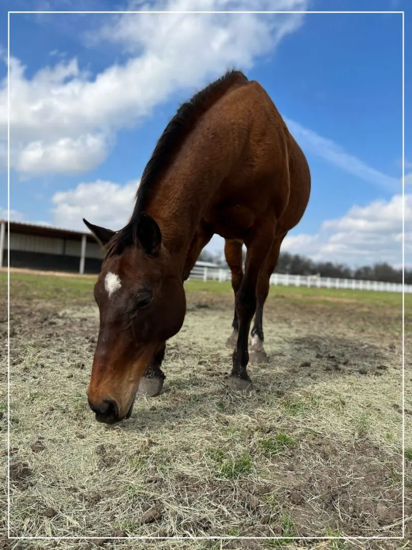 A horse is grazing in the dirt on a sunny day.