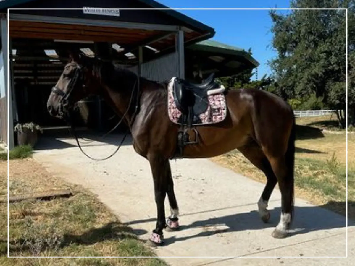 A horse with a saddle on its back stands in front of a building.