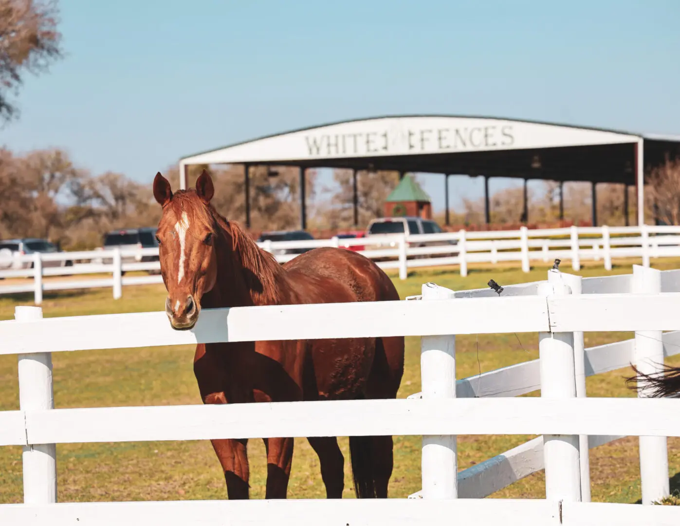 A horse standing in the middle of an enclosure.