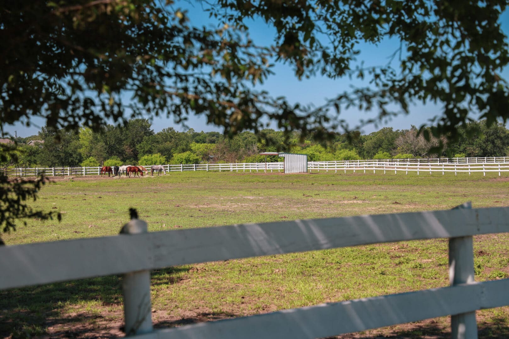 A white fence with horses in the background.