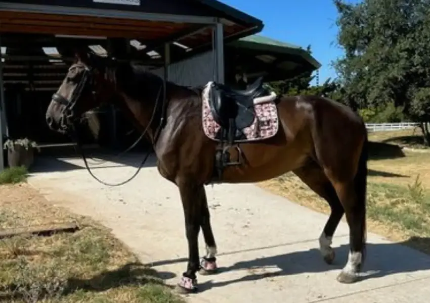 A horse with a saddle on its back is standing in the dirt.