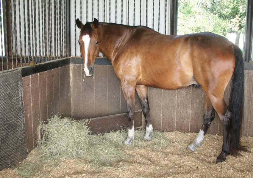 White Fences Equestrian Center.