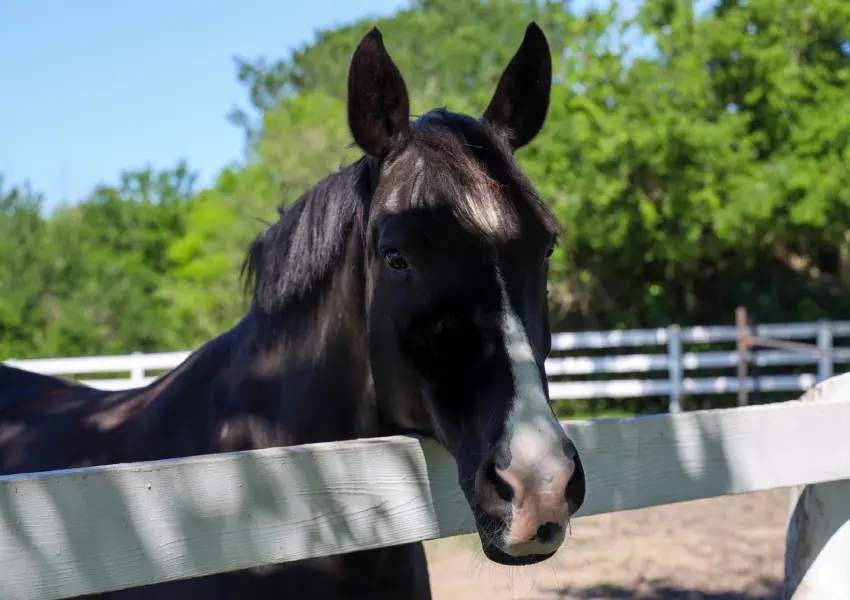 A horse standing in the middle of its enclosure.