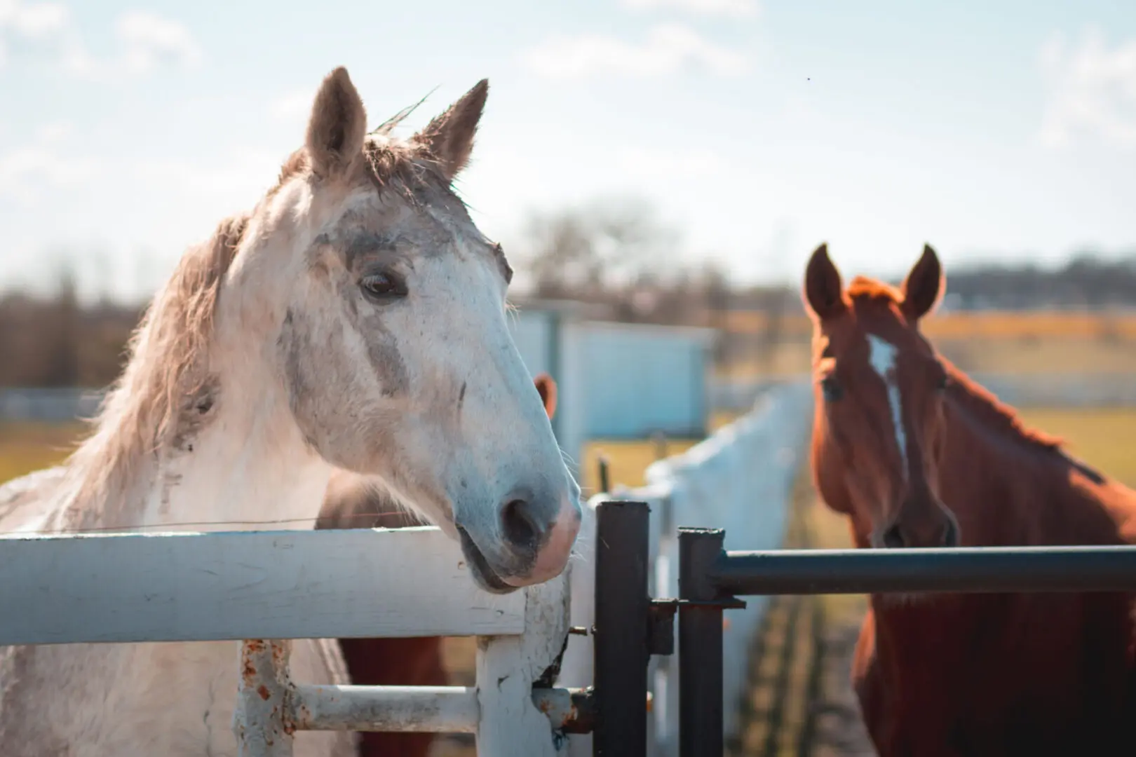 Two horses standing in a fenced area next to each other.