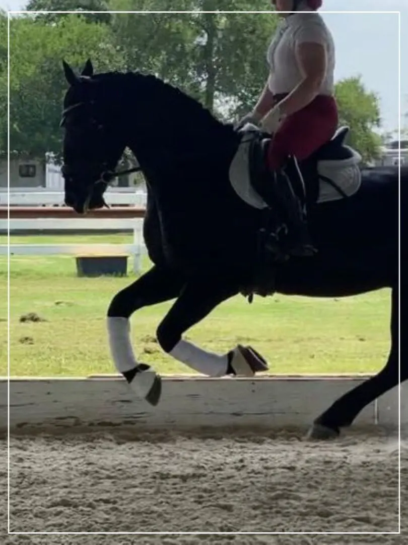 A person riding on the back of a black horse.