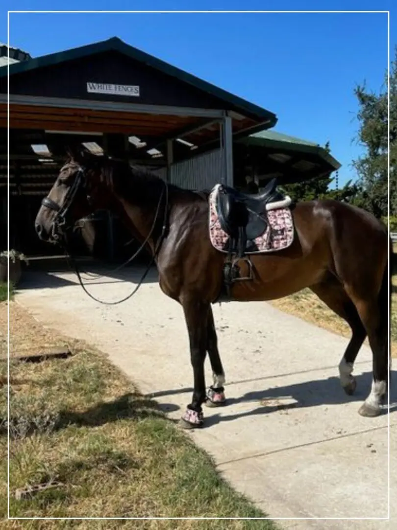 A horse with a saddle on its back is walking down the sidewalk.