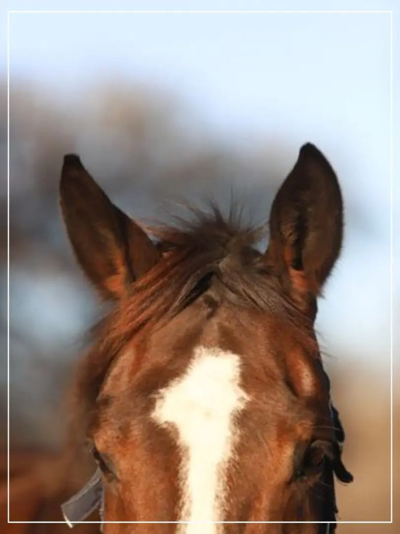 A horse with its head turned to the side.