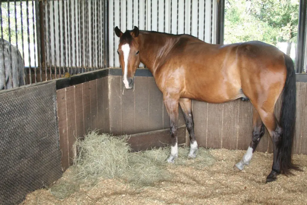 A horse standing in its stall eating hay.