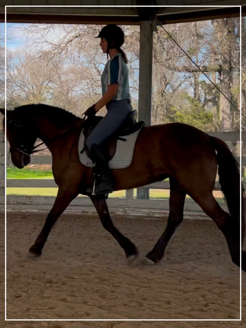MandyWhiteFencesSchoolHorse MandyWhiteFencesSchoolHorse