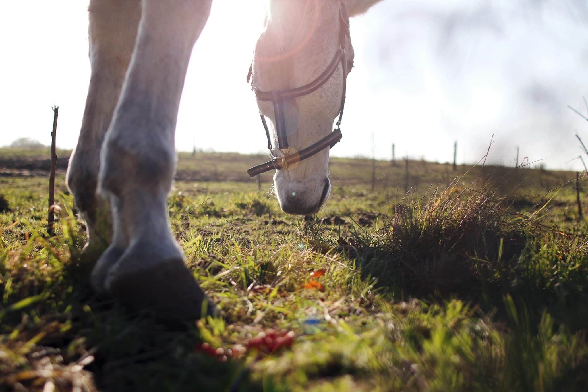 White Fences Horse Blog