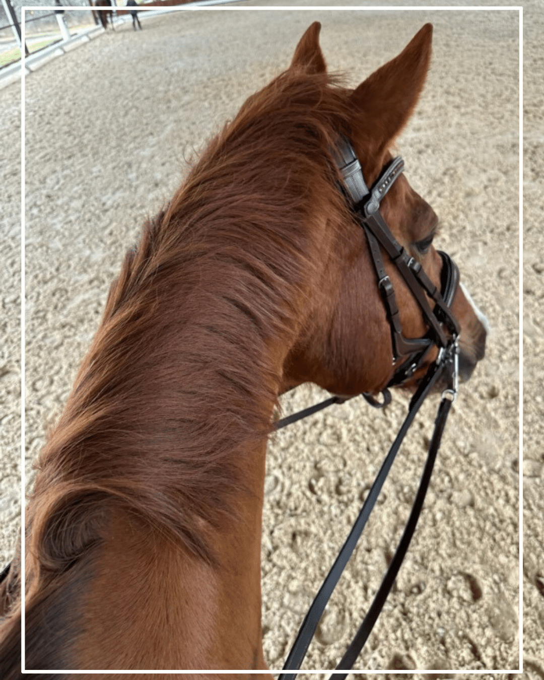 Developed in a Professional Dressage Program Near Austin, Texas