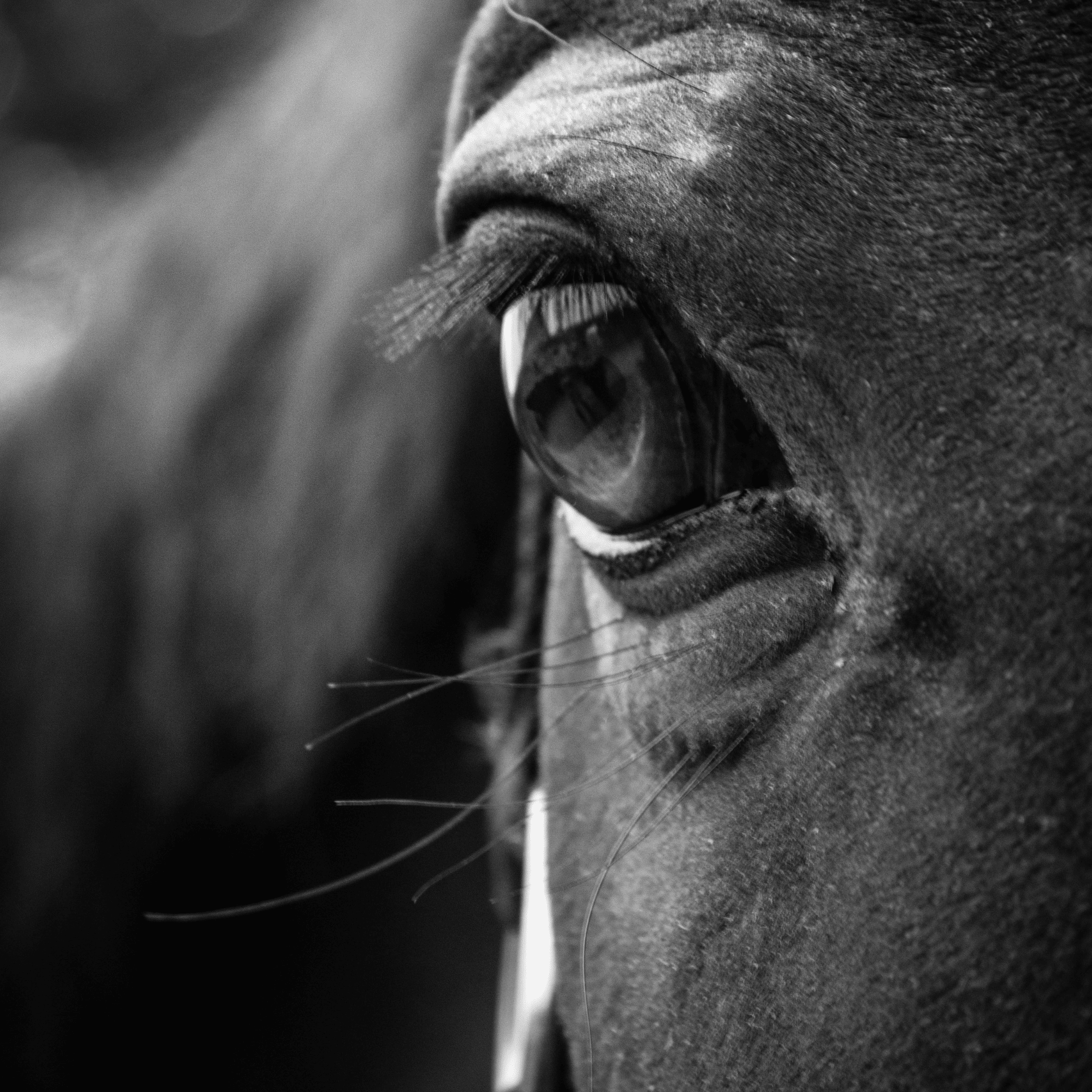 White Fences Full Care Horse Boarding