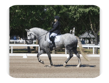 Adult rider returning to horseback riding at White Fences Equestrian Center