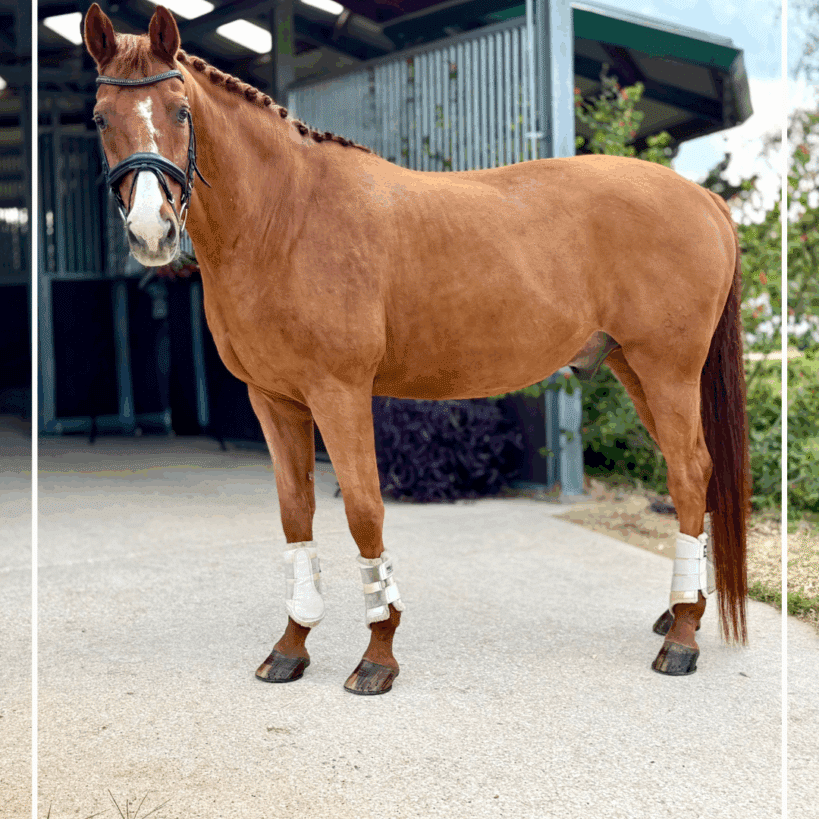 Adult Amature Friendly Gelding for Sale