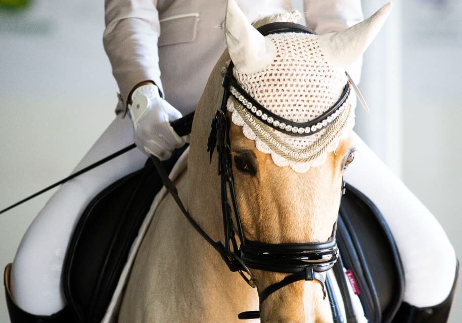 Elegant dressage horse performing in an arena, showcasing precision, athleticism, and training—representing the dedication and costs involved in the sport