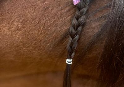 A close up of the back end of a horse with its tail in a braid.