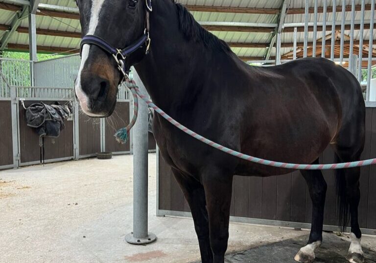 A horse standing in the middle of an indoor arena.