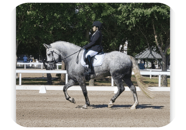 Adult rider returning to horseback riding at White Fences Equestrian Center