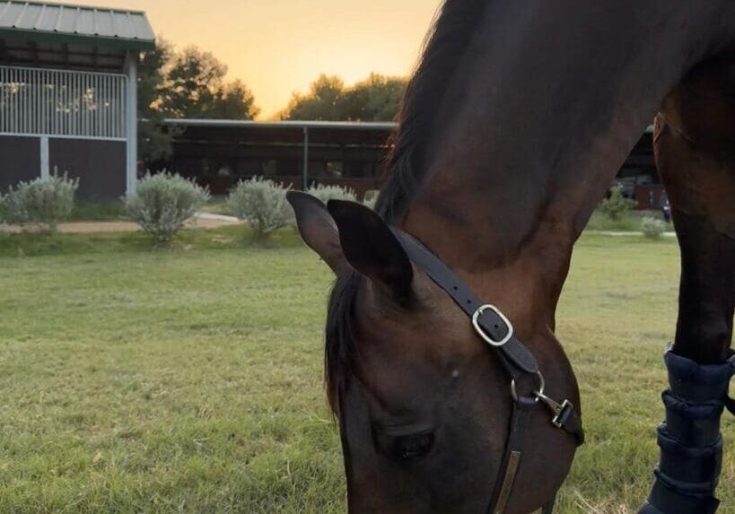 A horse grazing in the grass at sunset.